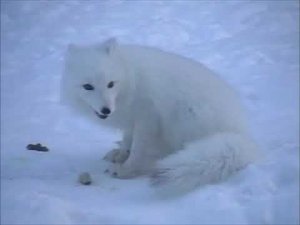 Г. Норильск.2006 год.8 марта.Кормим песца на работе.