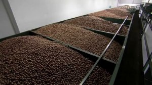 Орех макадамия