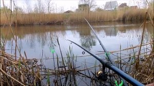 Караси атакуют. Клюёт как из пулемёта. Генеральское. Саратовская область. Май 2020.