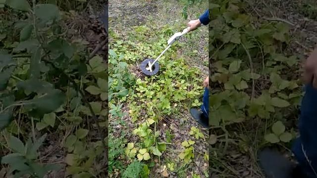Грибоискатель в деле