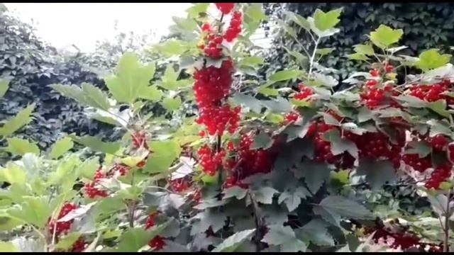 Сбор красной смородины