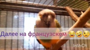 адская птица! ( сенегал издаёт устрашающие звуки )