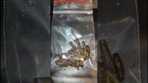 Как хранить ручейников для рыбалки. Зимняя рыбалка.