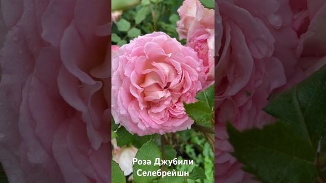 Роза Джубили Селебрейшн/ rose Jubilee Celebration #розарий #садоводство #цветы #розы #roses