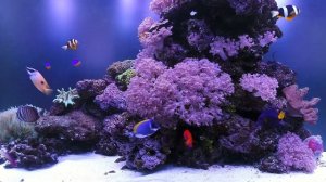 4K Reef aquarium screensaver / White noise / Заставка - рифовый аквариум 4K / Белый шум