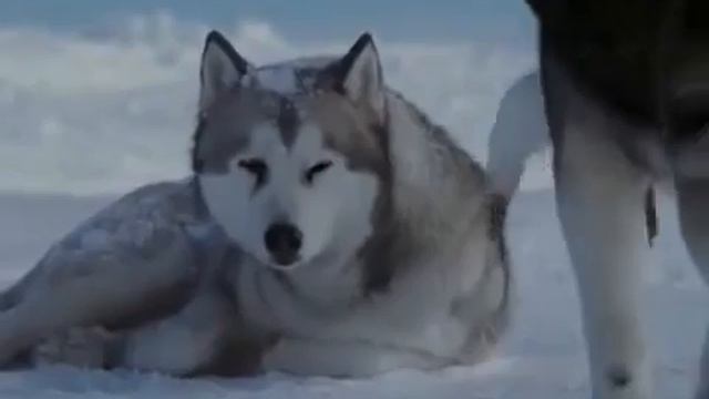 Клип про любовь и преданность собак  из фильма белый плен