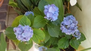 Гортензия(Hydrangea)в горшке-уход и содержание ?