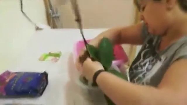 ПОСАДКА ОРХИДЕИ в пеностекло. ЭКСПЕРИМЕНТ. смотреть онлайн