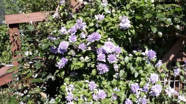 클레마티스 데니스더블  clematis florida denny's double
