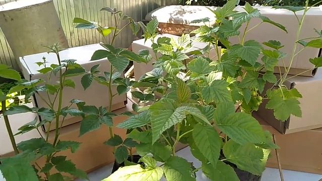 Распродажа ежевики, малины, смородины// Секреты хороших урожаев. смотреть онлайн