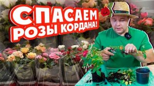 СПАСАЕМ #РОЗЫ КОРДАНА!