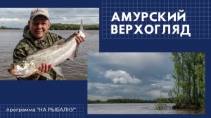 Амурский верхогляд