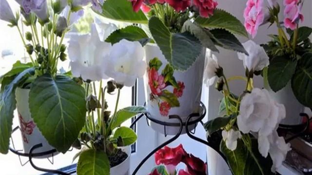 Грунт для глоксиний — какая земля подходит для цветка смотреть онлайн