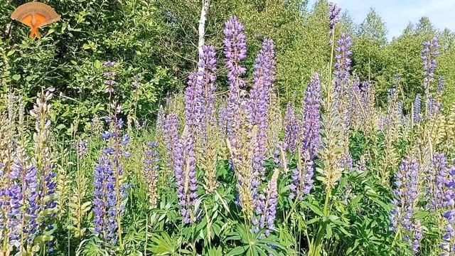 Грабли веерные Для любителей канала Грабли Live 20 08 2023 смотреть онлайн