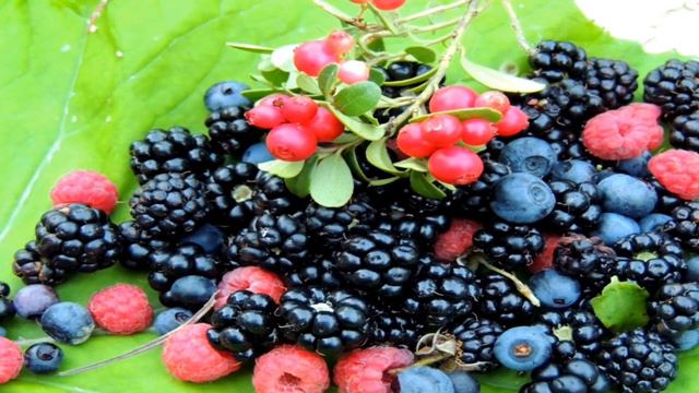 знакомство с жизью народов Севера смотреть онлайн