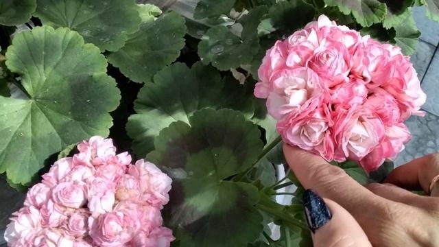 #115.Моя коллекция розебудных пеларгоний ,цветущих на начало июня! смотреть онлайн