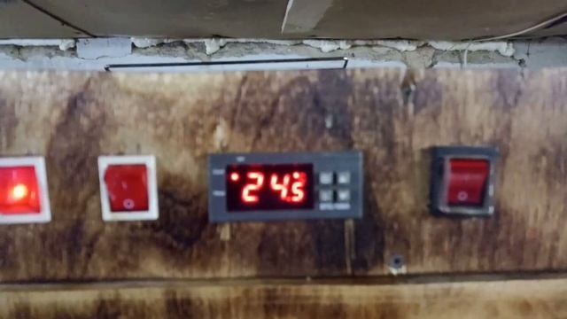 Судак холодного копчения в самодельной коптильне смотреть онлайн