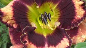 Лилейник IN THE CENTER OF THE CIRCLE  В ЦЕНТРЕ КРУГА