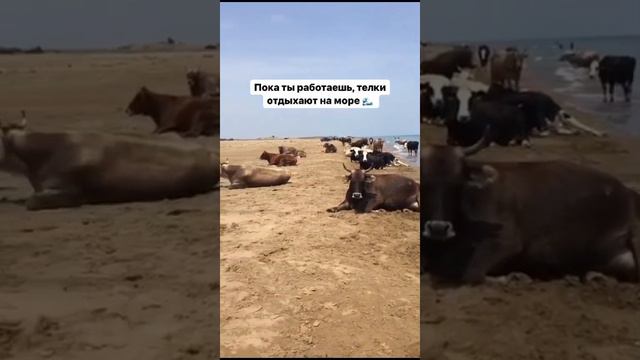 Ты на работу, а телки на море!