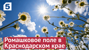 Ромашковое поле в Краснодарском крае возле Васюринского кольца