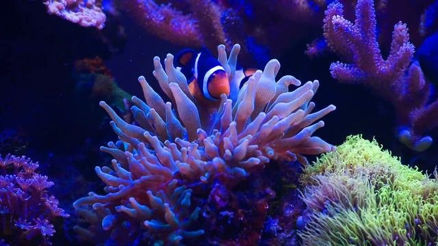 Рыба клоун в актинии, Clownfish In Entacmaea Quadricolor