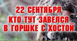 22 сентября. Работы в винограднике продолжаются.mp4
