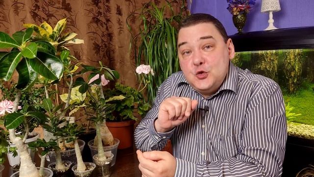 Адениум. Уход в домашних условиях. Подробно обо всех нюансах