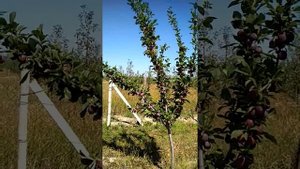 сорт сливи кабардинка