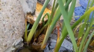 Пруд своими руками из бетона с биоплато. Карп,комета,водные растения.