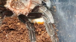 Кормление паука-птицееда Brachypelma vagans личинкой майского жука