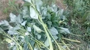 Амарант на корм хрюшкам