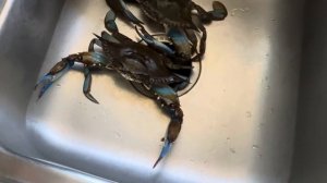 ? ГОЛУБЫЕ КРАБЫ от ORLANDO SEAFOOD ? за тридевять земель ВСТРЕЧИ на КУХНЕ Florida USA 26.08.2023