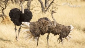 Африканский страус. Энциклопедия для детей про животных. Саванна