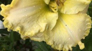 Лилейник Первая ночь