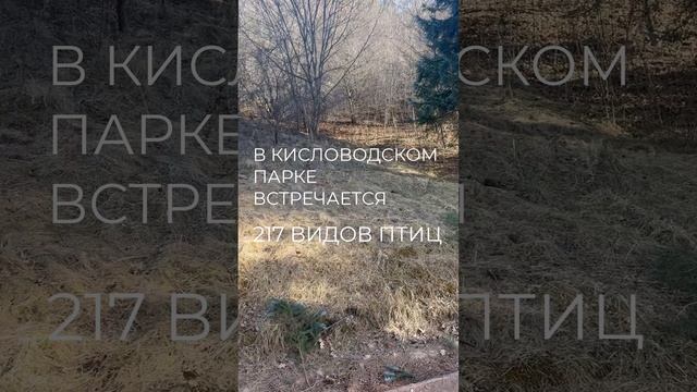 Приходя в Кисловодский парк, радуйте пернатых угощениями