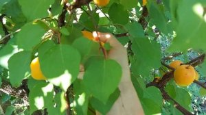 Абрикос Примарис - один из лучших сортов в моей коллекции