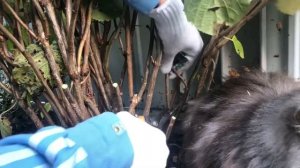 Обрезка древовидной гортензии осенью