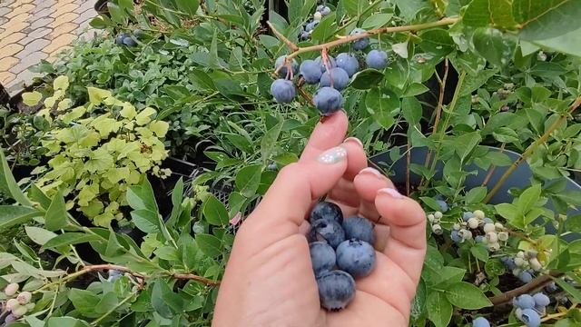 Голубика Блюголд. Средне-поздний срок созревания.