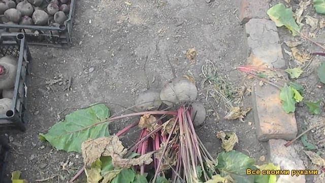 Самые Лучшие Сорта Свеклы. Урожай Свеклы,в сухой сезон смотреть онлайн
