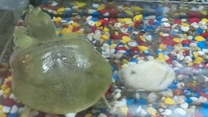 Смешная Китайская трёхкилевая черепаха. Трионикс