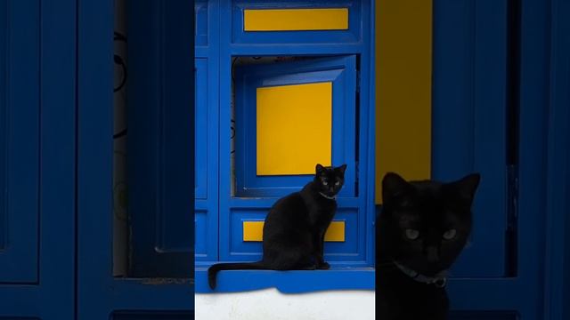 Uncovering the Surprising Truth Behind the "Bad Luck" of Black Cats!