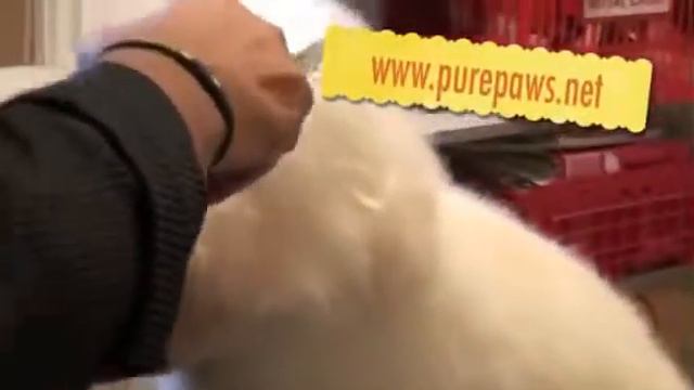 Pure Paws Grooming - Бишон Фризе (уход за шерстью)