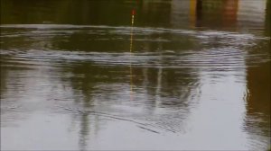 Херабуна.Поплавок.Поклевки карпа.