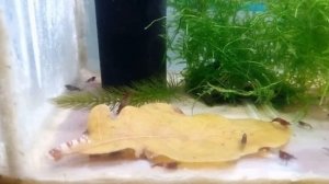 Кормим креветок желтыми листьями деревьев и крапивы - мои эксперименты (Часть 2)