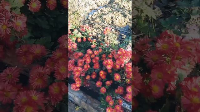 приятного просмотра смотреть онлайн