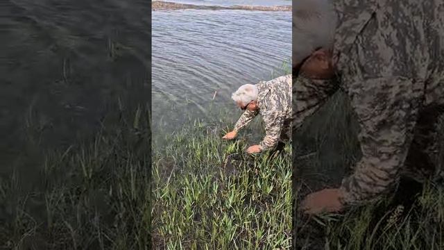 Вернули сазана в родную стихию 😌 Ахтуба, Астраханская область