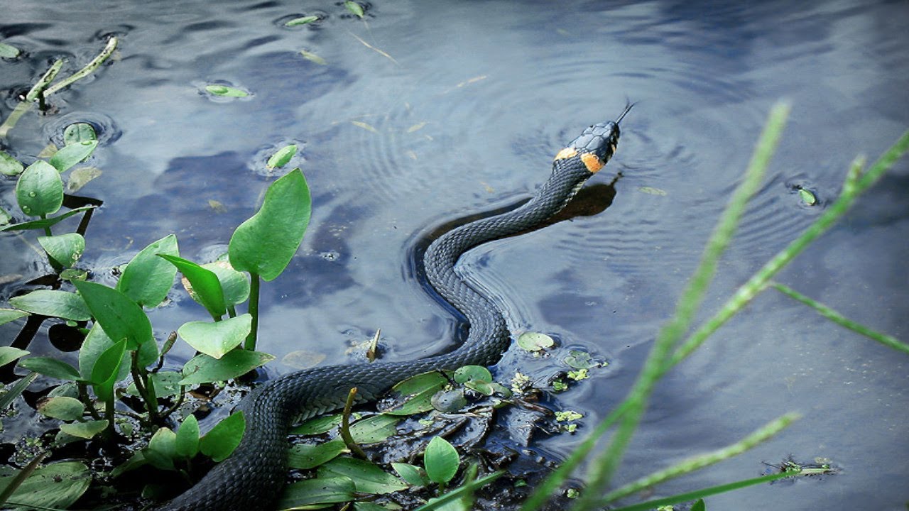Много змей в воде. Уж водяной обыкновенный. Водяной уж бычколов. Змея уж обыкновенный. Уж обыкновенный плавает.