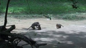 Monkey at Siem Reap, Angkor Wat- Сием Рип, Ангкор-Ват