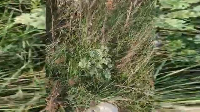 Грибная ОХОТА. Удачно напали на грибные места. смотреть онлайн