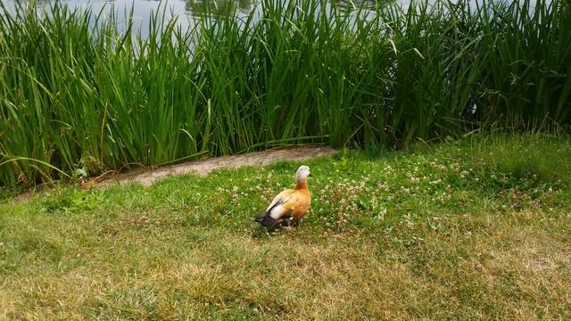 утка зовёт утят смотреть онлайн